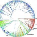 This new, ‘complete’ tree of life shows how 2.3 million species are related