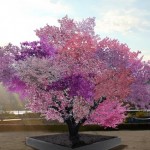 This Tree Can Grow Over 40 Different Kinds Of Fruit